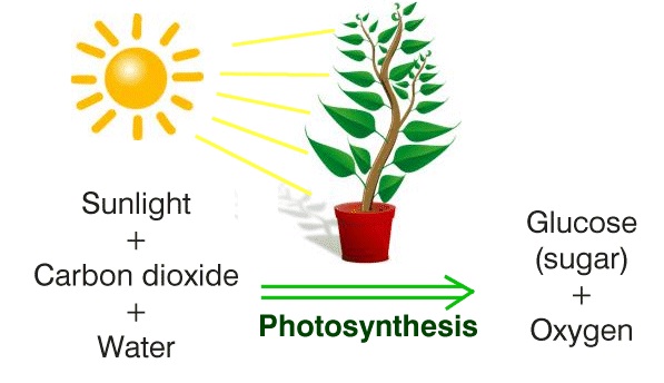 bagaimana cara tanaman menghasilkan gula